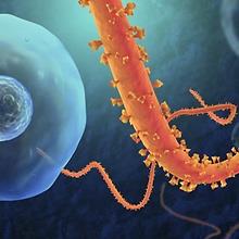 Ebola - Photo of Virus